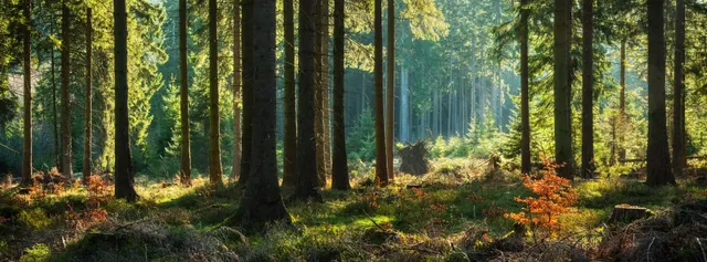 audioprothésiste à Blangy sur Bresle, en bordure de forêt d'Eu